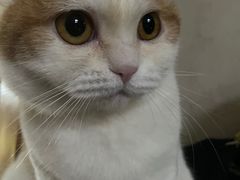 -Bastet sally猫舍购宠(静安店)