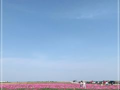 -鹅湖玫瑰文化园