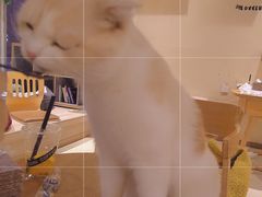 -藏猫猫咖啡主题馆(中央大道店)