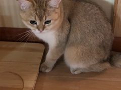 -猫和宫(六道口店)
