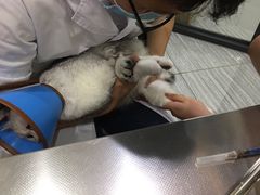 -瑞派名望志远动物医院·猫科·內科·异宠专科(直港大道店)