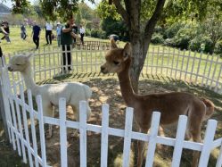 -Zoolung Zoolung动物主题公园(海信广场店)