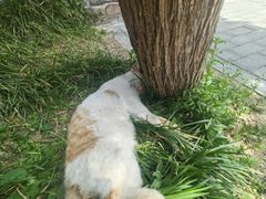-蓬莱阁景区