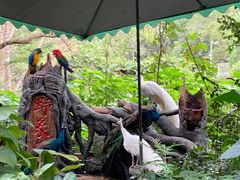 -西双版纳原始森林公园
