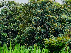 -塘栖枇杷特色园区