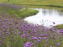 -洋湖国家湿地公园