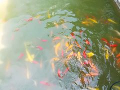 -武汉紫薇都市田园