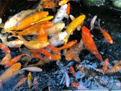 -上海大自然野生昆虫馆(东方明珠·爬宠昆虫探索中心)