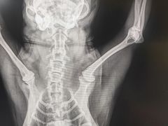 -宠爱国际动物医院· 猫科· 外科·中兽医(长白店)