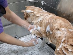 -北京观赏动物医院·24小时大型综合·猫专科·异宠专科