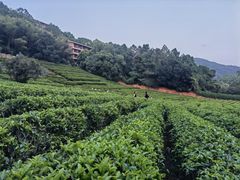 -雁南飞茶田景区
