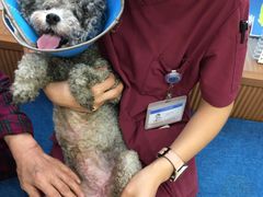 -芭比堂动物医院·犬猫全科·异宠专科(雁塔分院)
