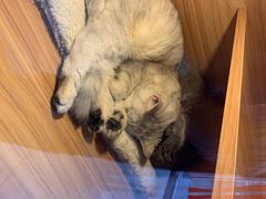 -喵百万·布偶·蓝金金渐层英短·猫舍(百子湾店)