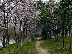 -广东花都湖国家湿地公园