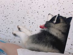 -Husky Go!哈士奇体验馆·宠物咖啡厅狗咖