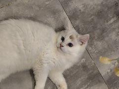 -楼上猫咖(罗湖店)