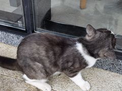 -星巴克(成都科学城店)