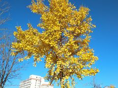 -森味花园·日本料理(伊藤洋华堂亚运村店)