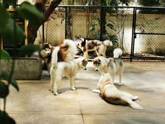 -TrueLove @ Neverland (Husky Cafe)