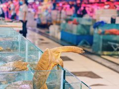 甲鱼-王四营海鲜市场