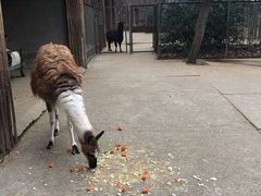 -合肥野生动物园
