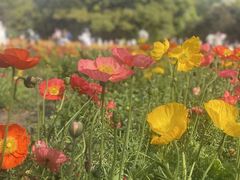 -上海共青森林公园