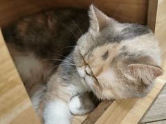 -酷豆宠物咖啡·宠物美食·撸猫馆