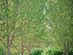 -永定河休闲森林公园