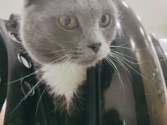 -安安宠物医院(情缘分院)