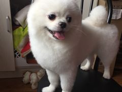 -PETKIT小佩宠物(古北店)