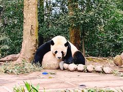 -中国大熊猫保护研究中心雅安碧峰峡基地