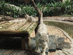 -白虎自助餐厅·真老虎·景观自助餐厅(广州长隆酒店)