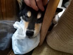 -逗柴咖啡屋·狗咖猫咖宠物桌游