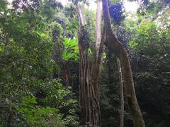 -西双版纳原始森林公园