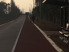 -上海长兴岛郊野公园