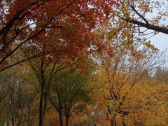 -大兴滨河森林公园