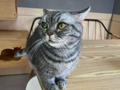 -豆逗聊愈猫阁Easy Life