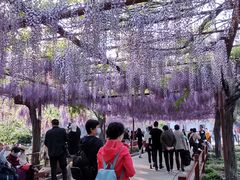 -嘉定紫藤园