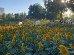 -长白岛森林公园