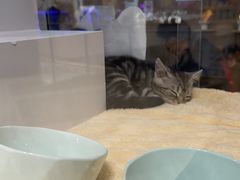 -COLOR PETS 撸猫馆·购猫·猫咖(长风大悦城店)