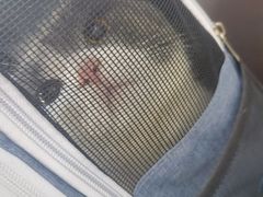 -福懋动物医院·犬猫全科·外科·重症科(杏林分院)