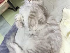 -翊宠yipet猫狗购宠庄园犬舍•猫舍