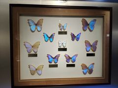 -上海昆虫博物馆