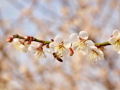 -广州市流溪河国家森林公园