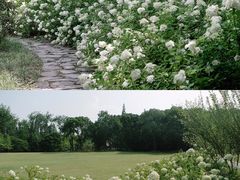 -上海滨江森林公园