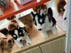 -IMON·HANSA潮玩玩偶毛绒玩具(通州万象汇店)