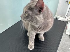 -爱洗澡的猫(望京店)