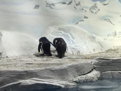 -上海海洋水族馆