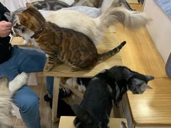-李小姐の猫咖啡馆(五角场店)