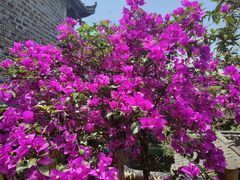-芙蓉镇景区